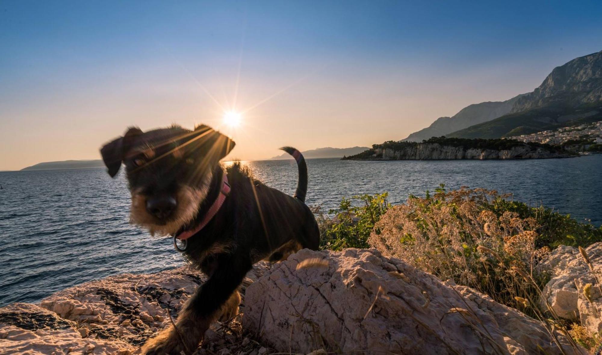 Studio Apartmani Ivanda Makarska Exteriör bild